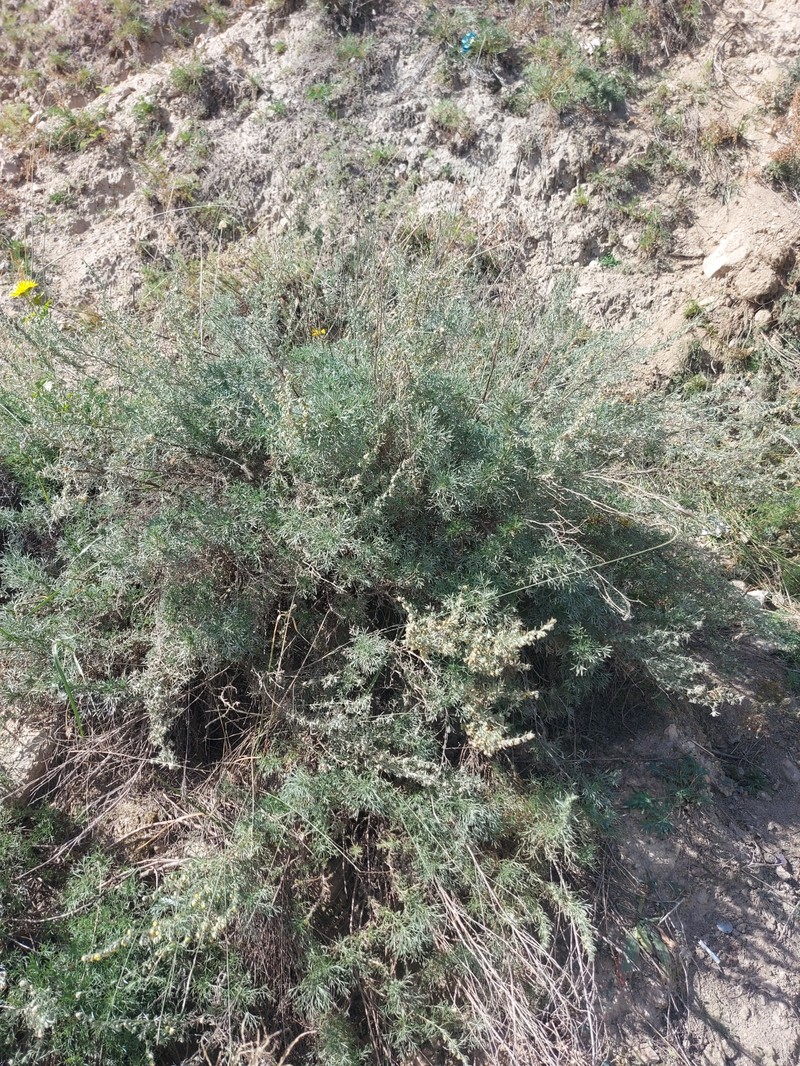 Artemisia obtusiloba subsp. subviscosa photo 3