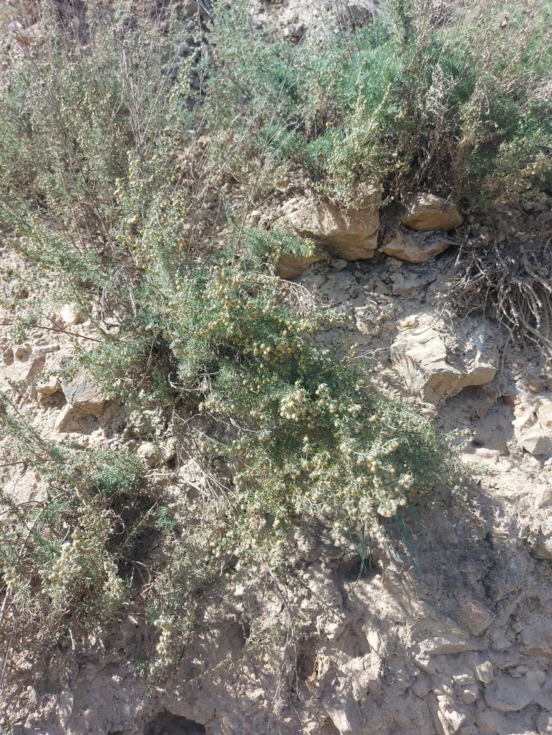 Artemisia obtusiloba subsp. subviscosa photo 4