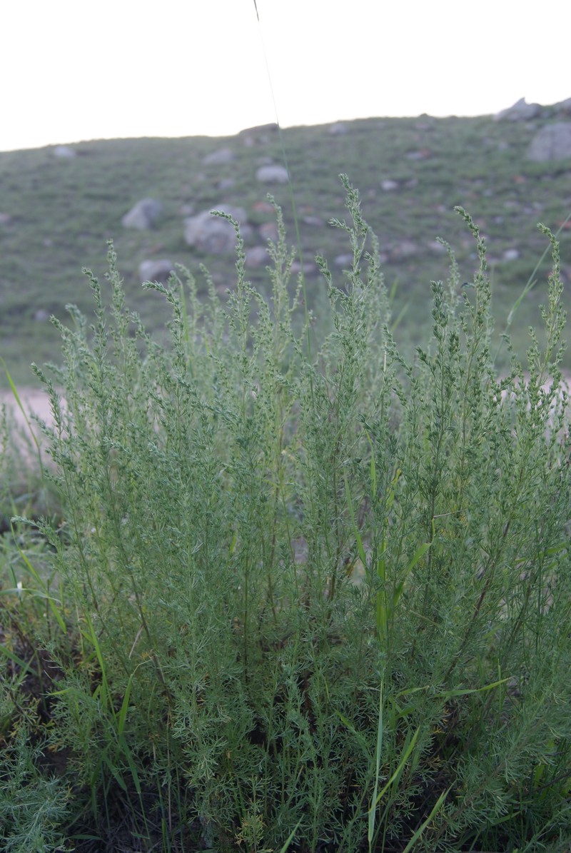 Artemisia obtusiloba subsp. subviscosa photo 5