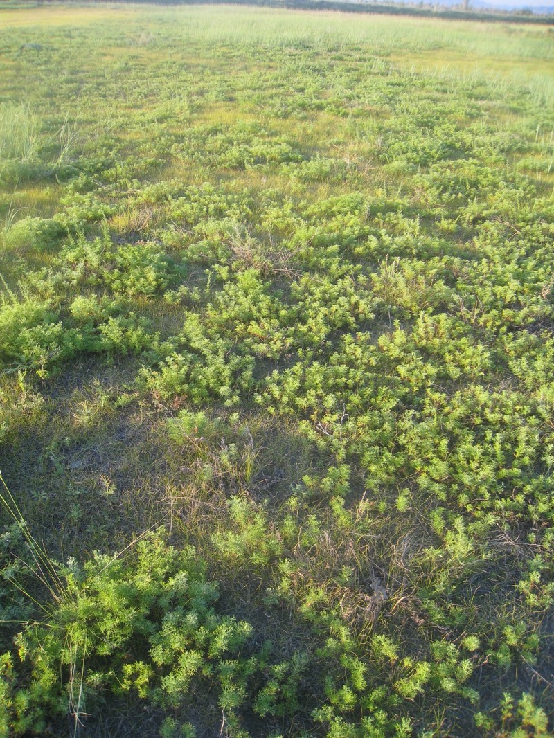 Artemisia obtusiloba subsp. subviscosa photo 6