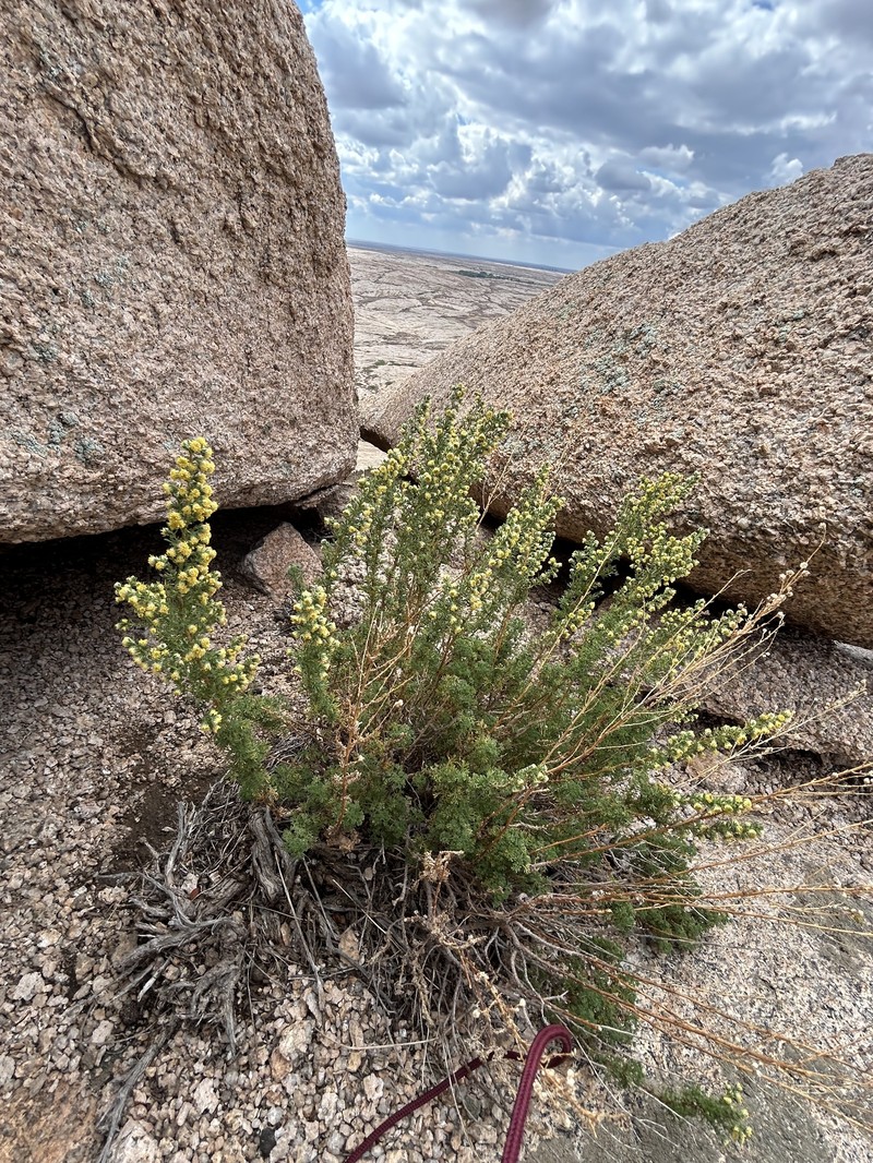 Artemisia obtusiloba var. glabra