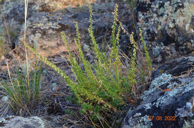 Artemisia obtusiloba var. glabra photo 2