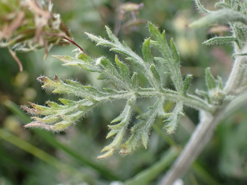Artemisia oelandica photo 2