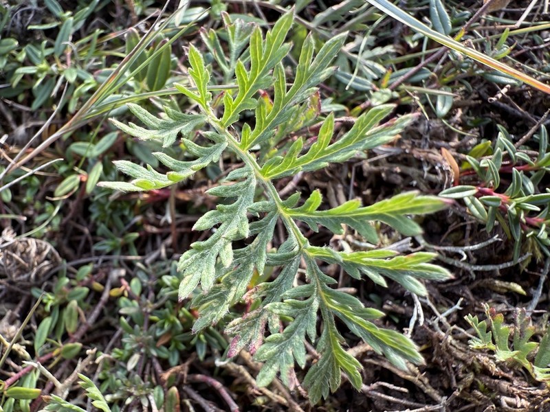 Artemisia oelandica photo 3