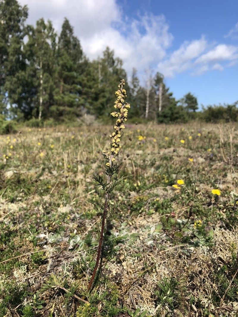 Artemisia oelandica photo 4