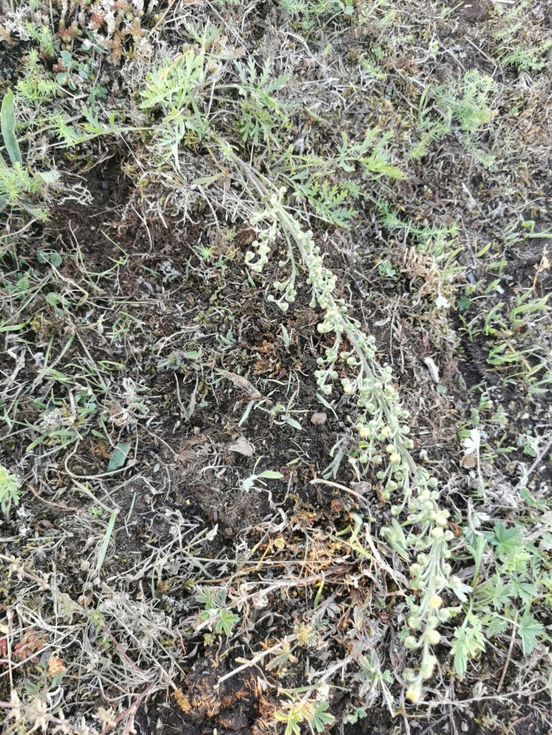 Artemisia oelandica photo 5