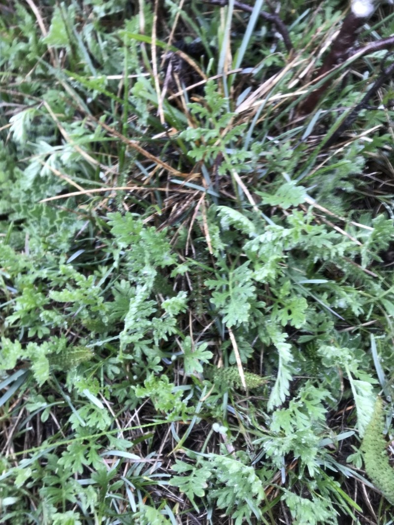 Artemisia oelandica photo 6