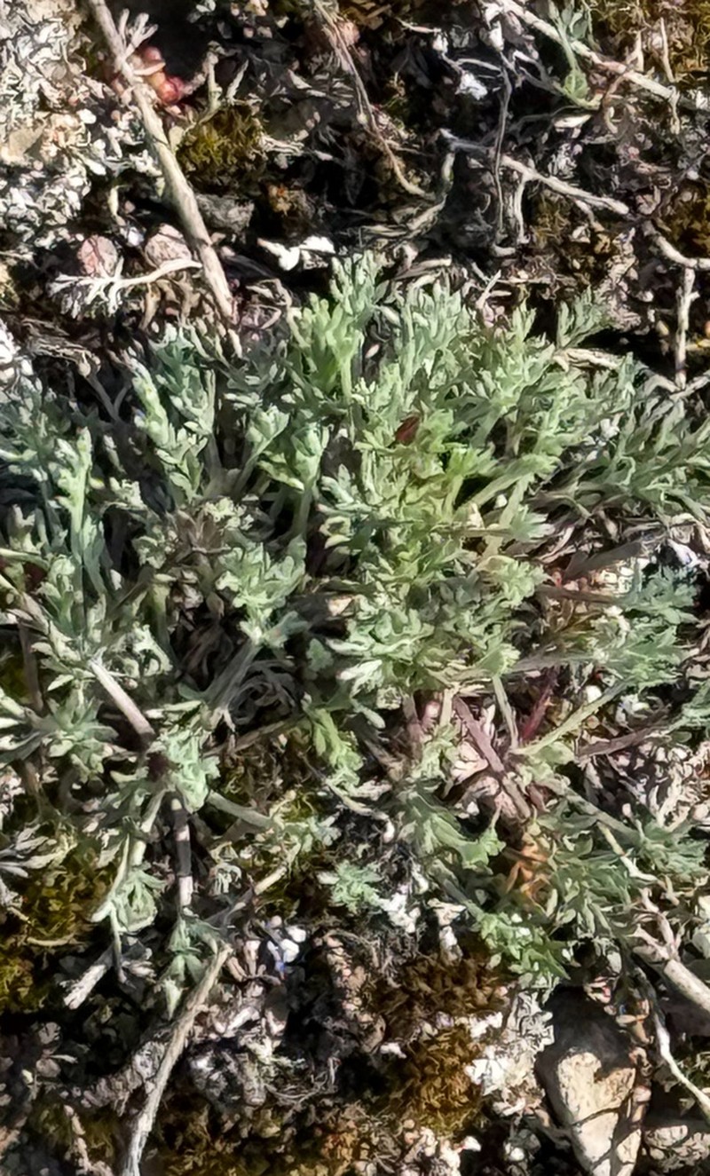 Artemisia oelandica photo 7