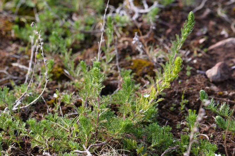 Artemisia oelandica photo 8