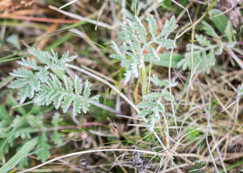 Artemisia oelandica photo 2