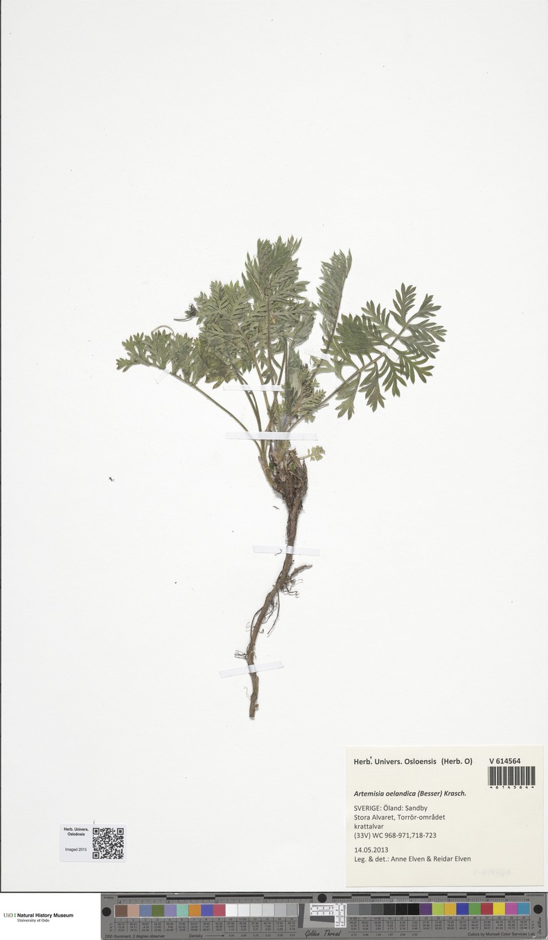Artemisia oelandica photo 3