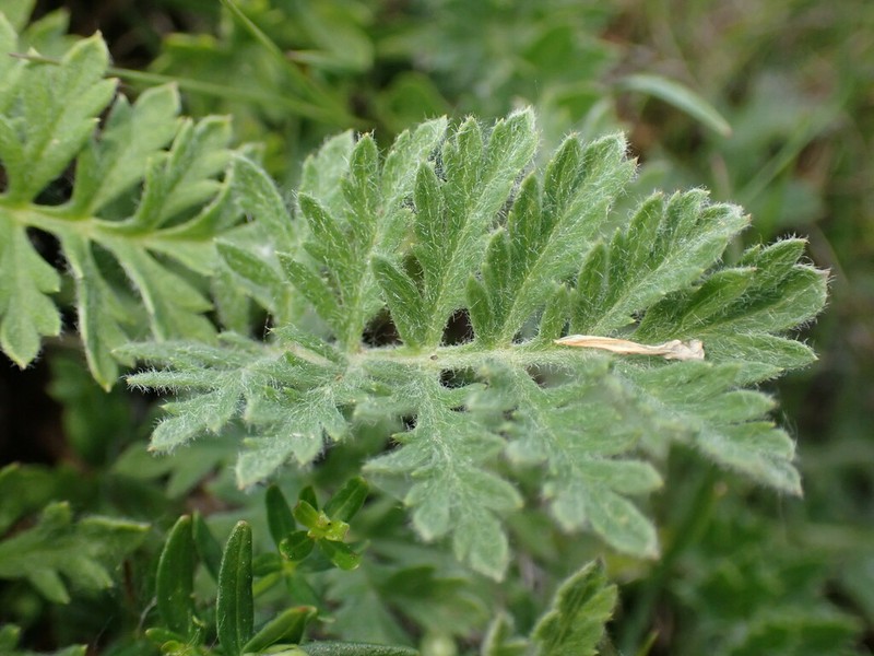 Artemisia oelandica