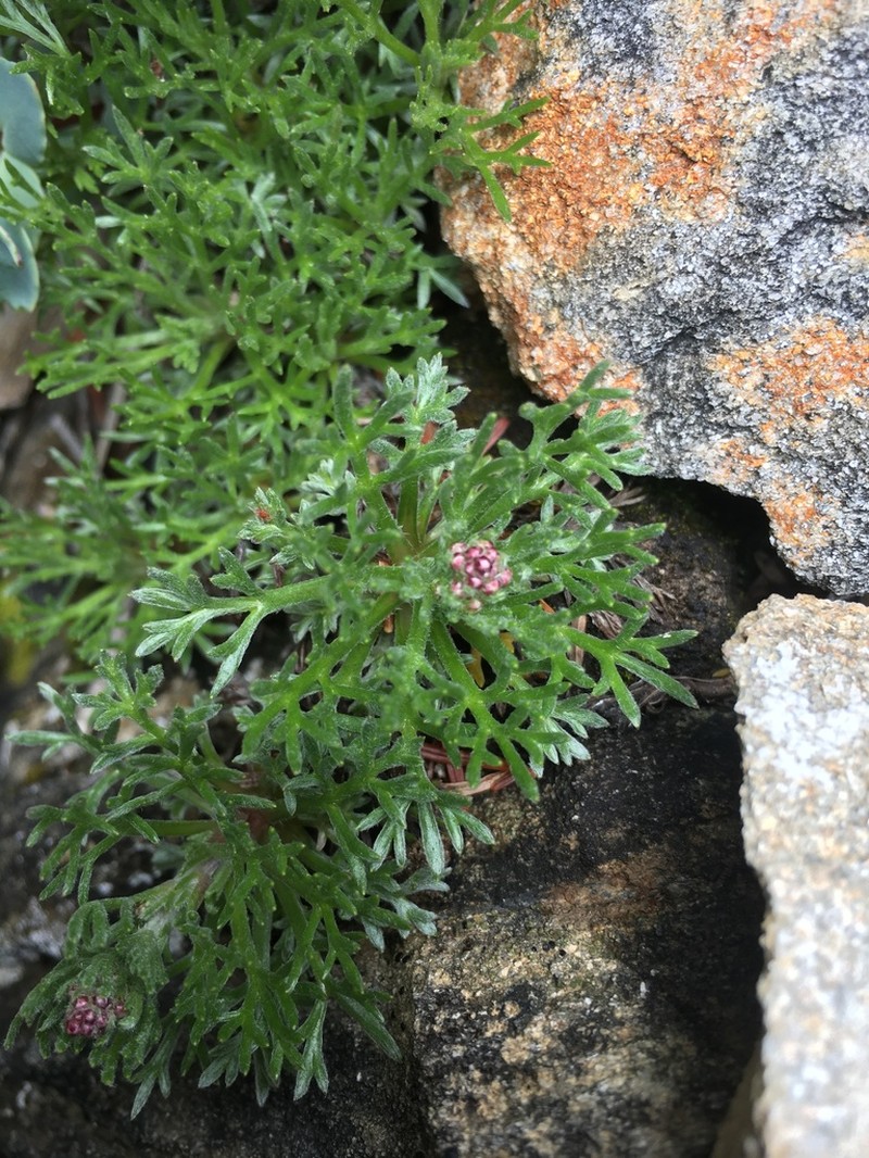 Artemisia oligocarpa