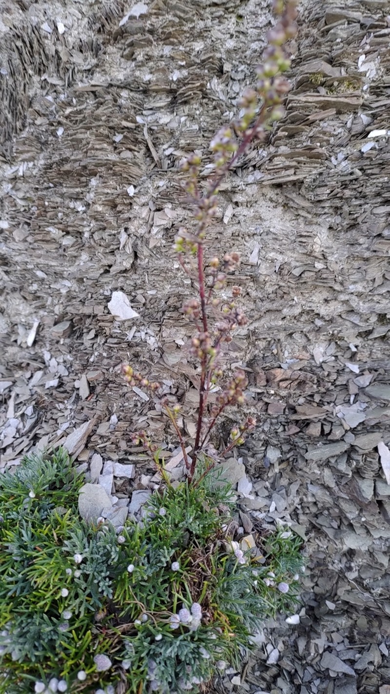 Artemisia oligocarpa photo 2