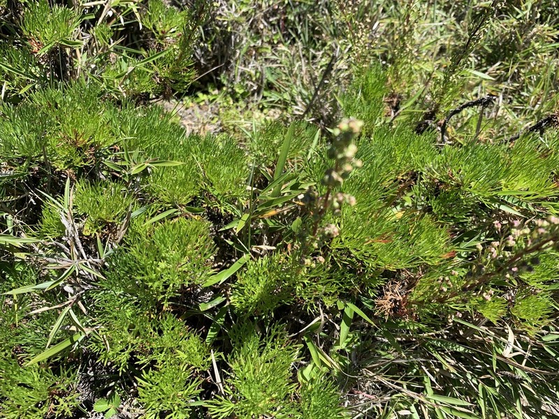 Artemisia oligocarpa photo 3