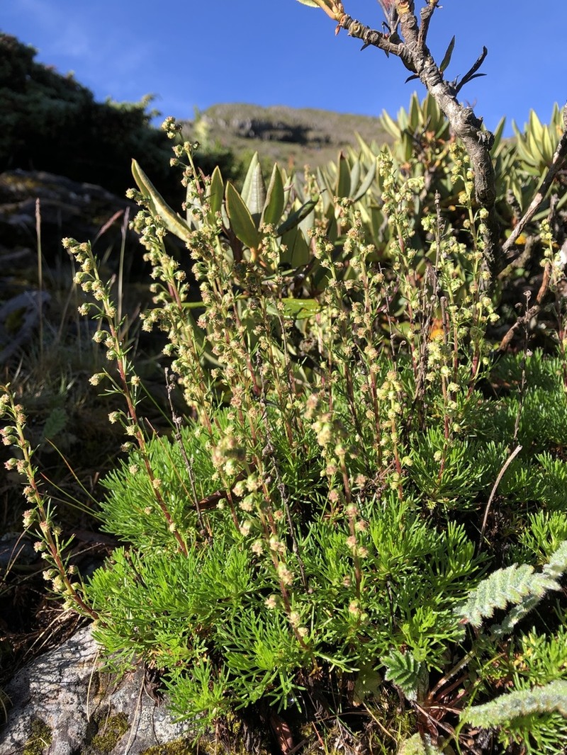 Artemisia oligocarpa photo 4