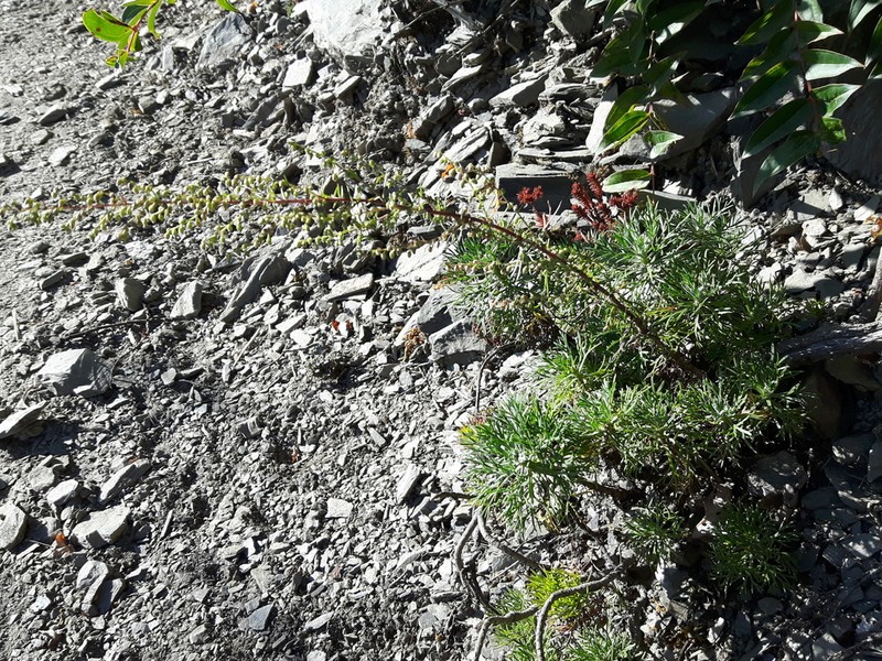 Artemisia oligocarpa photo 5