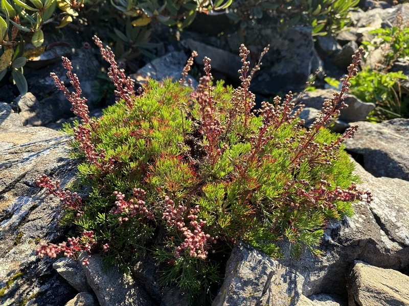 Artemisia oligocarpa photo 6
