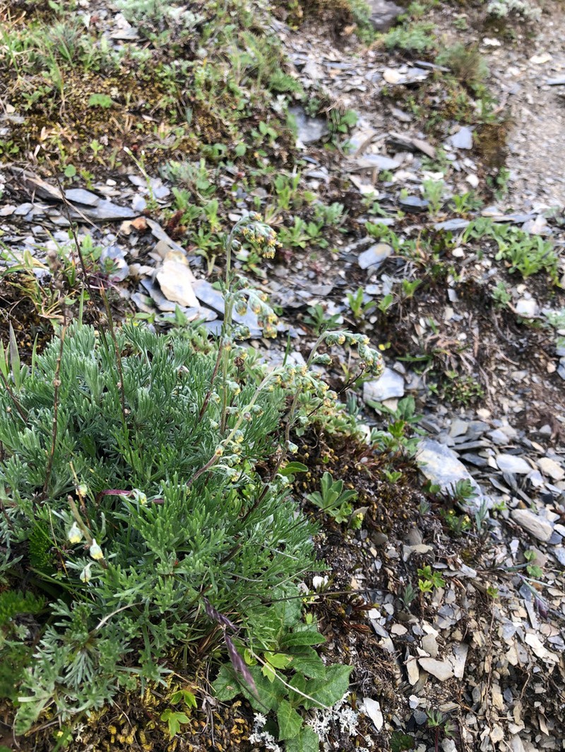 Artemisia oligocarpa photo 7