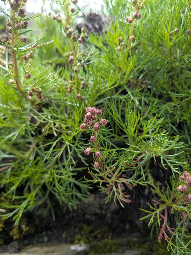Artemisia oligocarpa photo 8