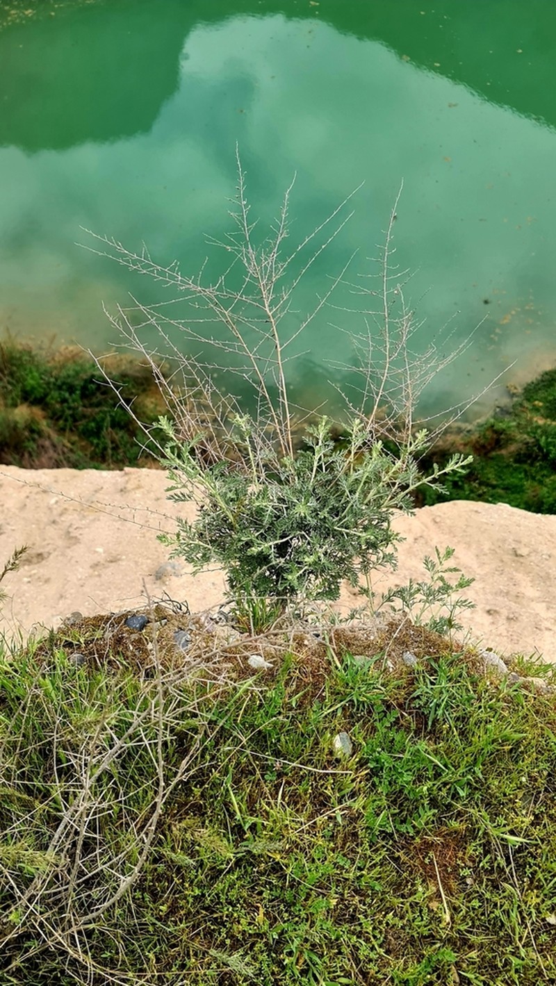 Artemisia oliveriana photo 3