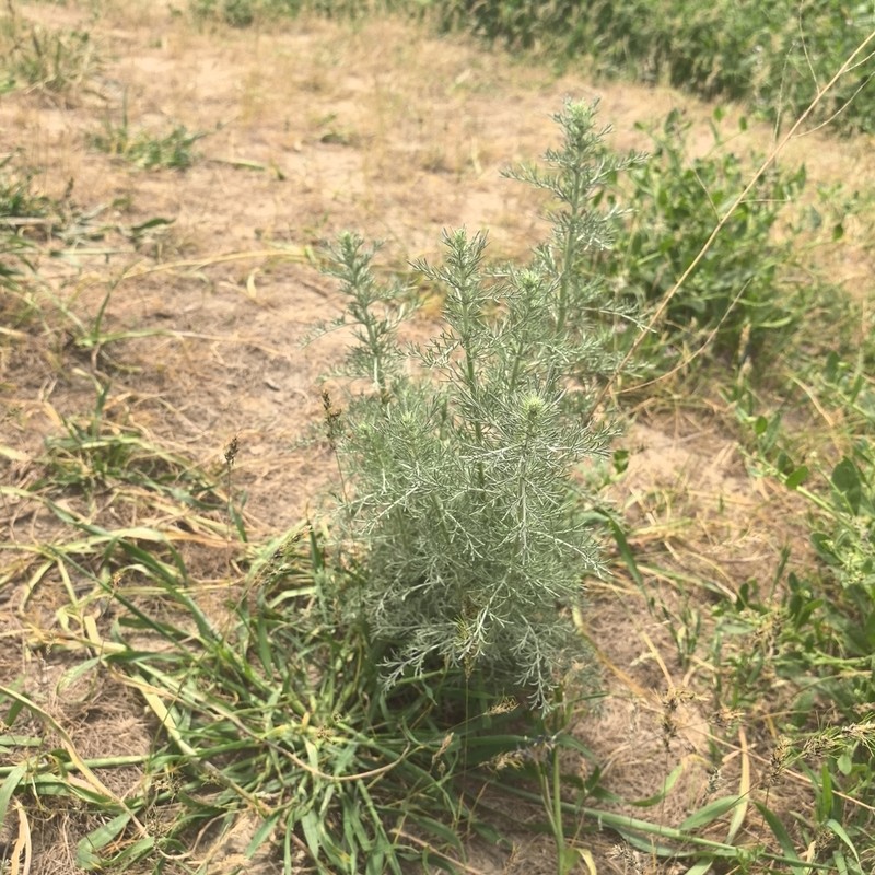 Artemisia oliveriana photo 4