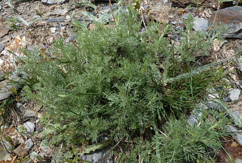 Artemisia oliveriana photo 5