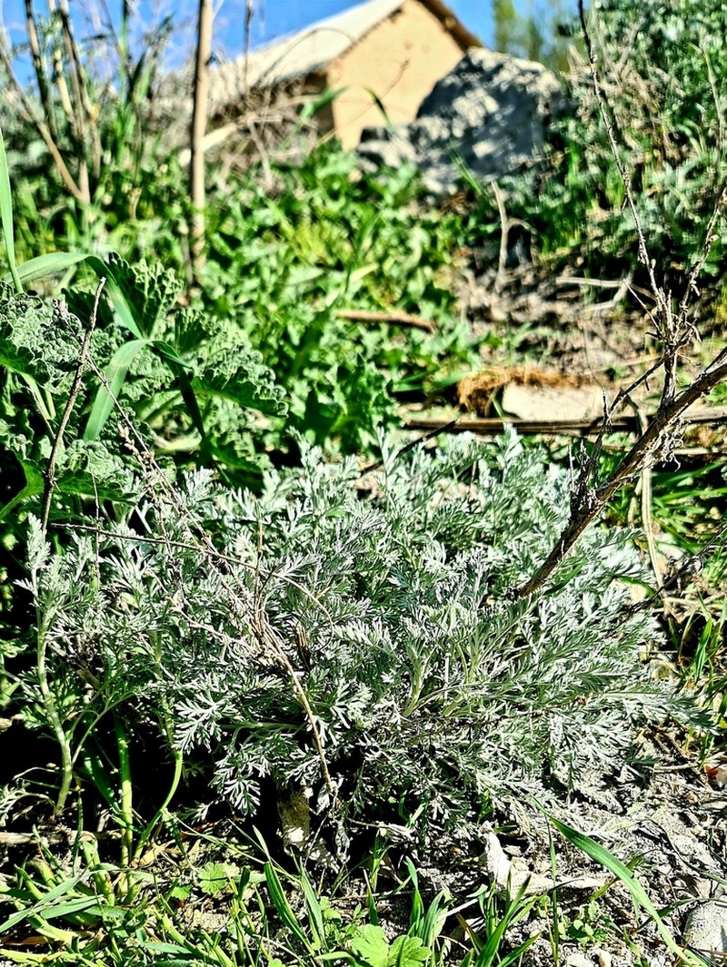 Artemisia oliveriana photo 6