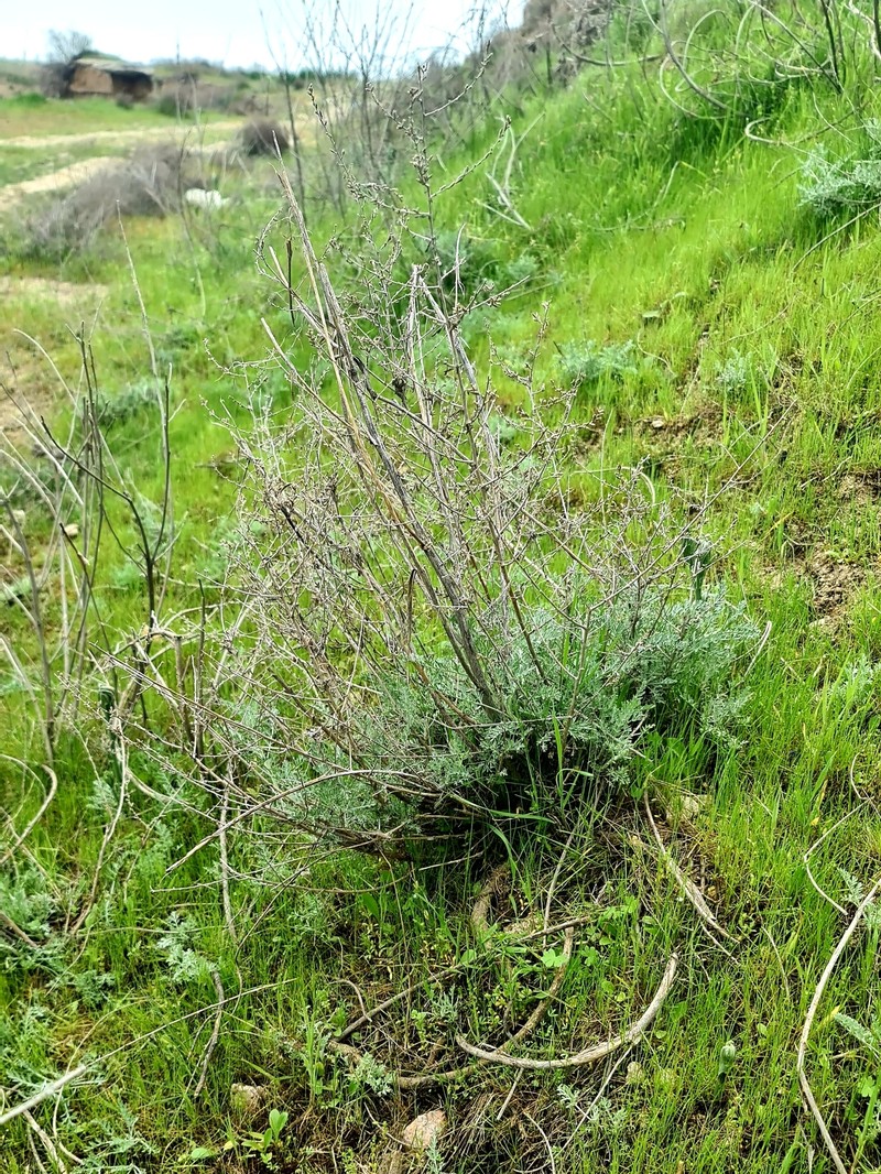Artemisia oliveriana photo 2