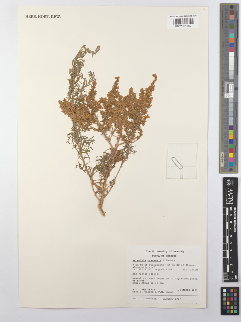 Artemisia oranensis