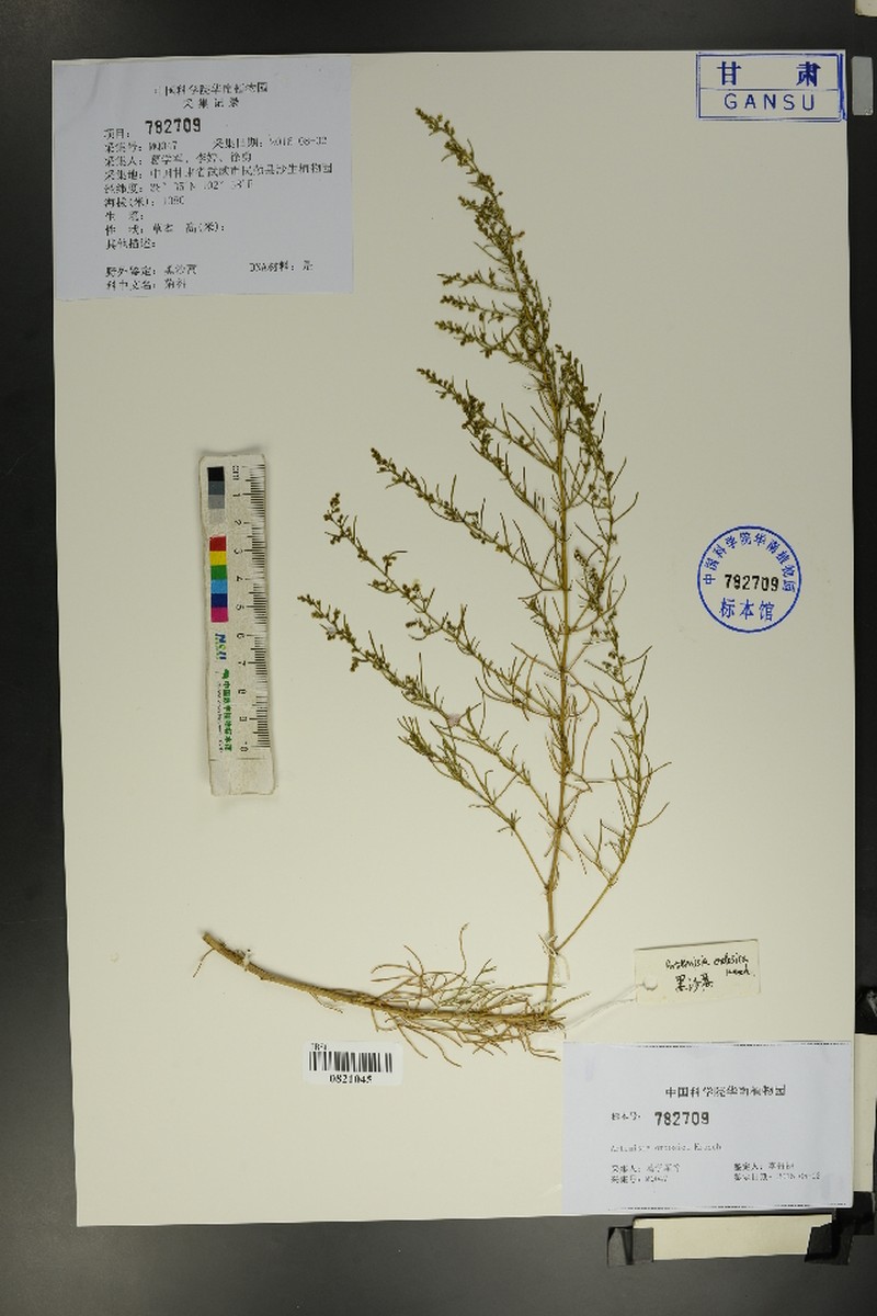 Artemisia ordosica