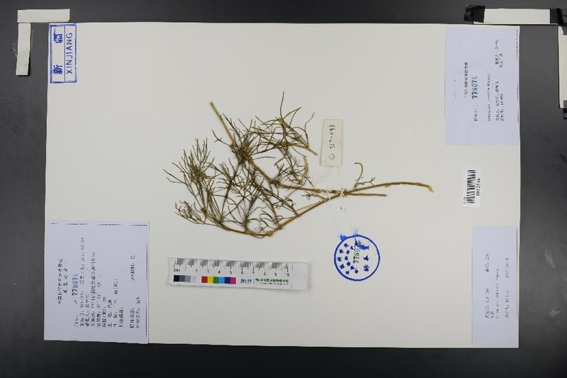 Artemisia ordosica photo 2