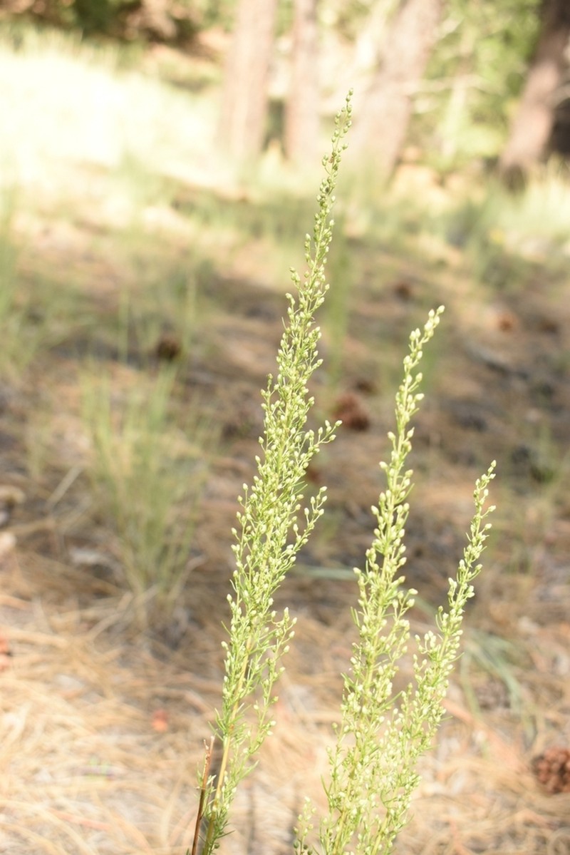 Artemisia pacifica photo 3