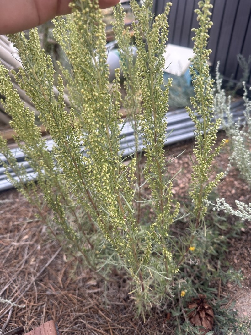 Artemisia pacifica photo 4