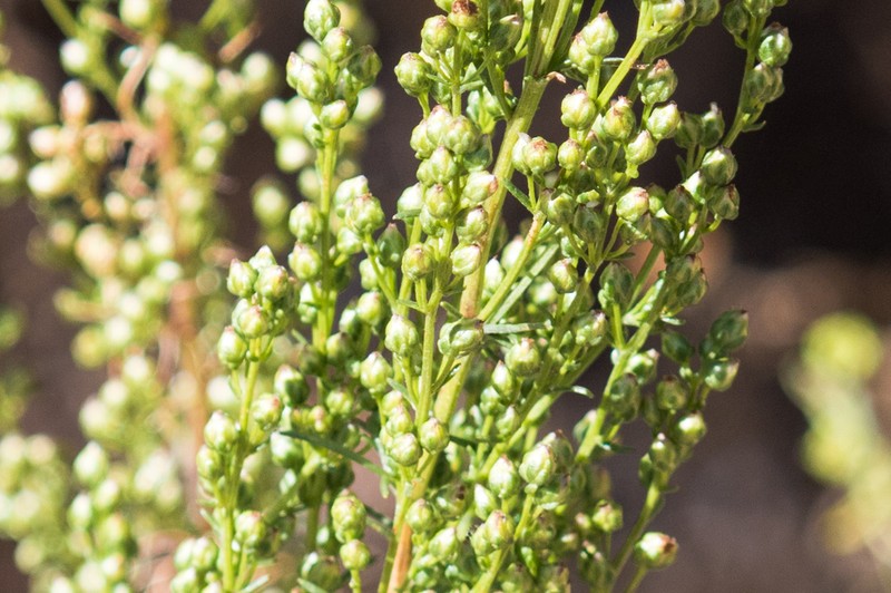 Artemisia pacifica photo 5