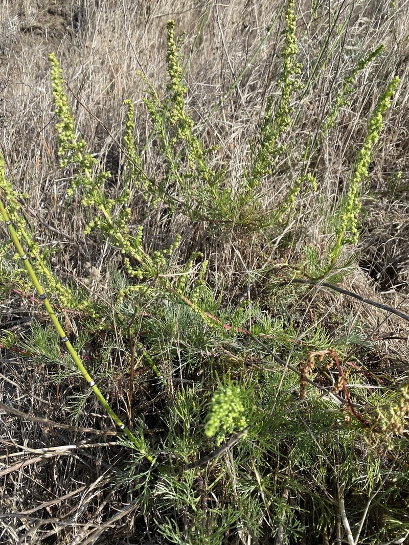 Artemisia pacifica photo 6