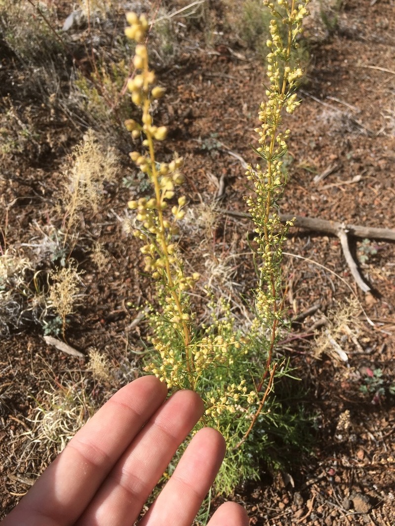 Artemisia pacifica photo 7