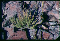 Packard's Wormwood