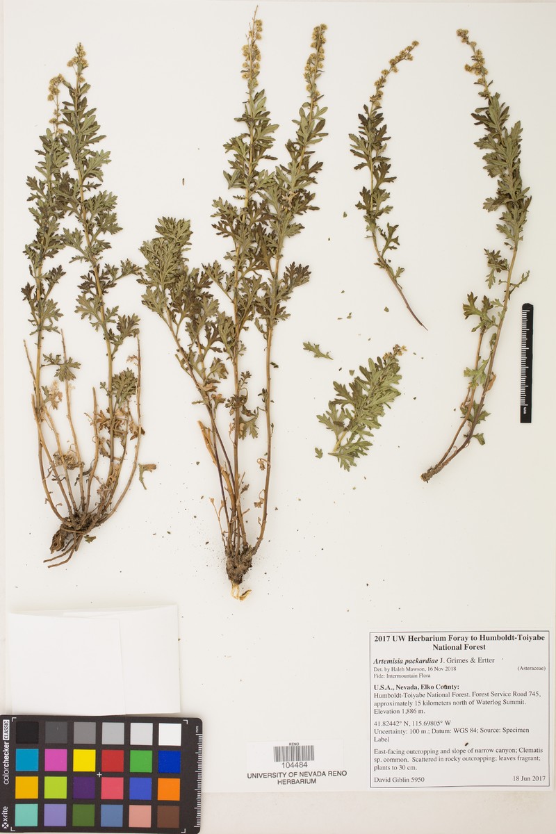 Packard's Wormwood photo 2