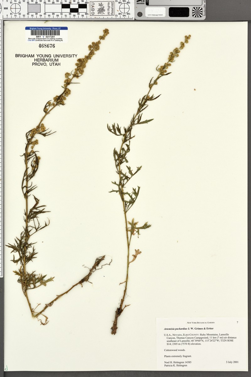 Packard's Wormwood photo 3