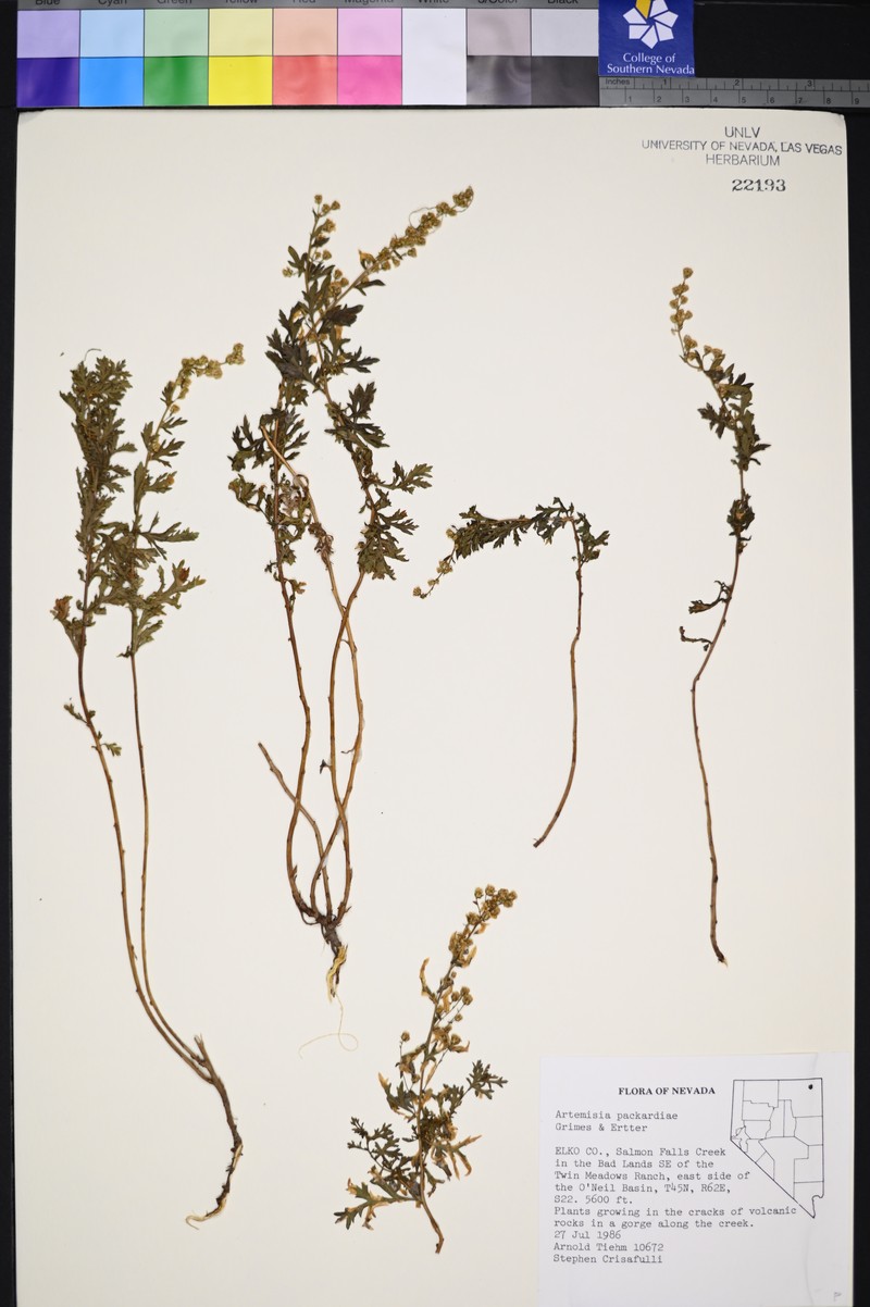 Packard's Wormwood photo 4