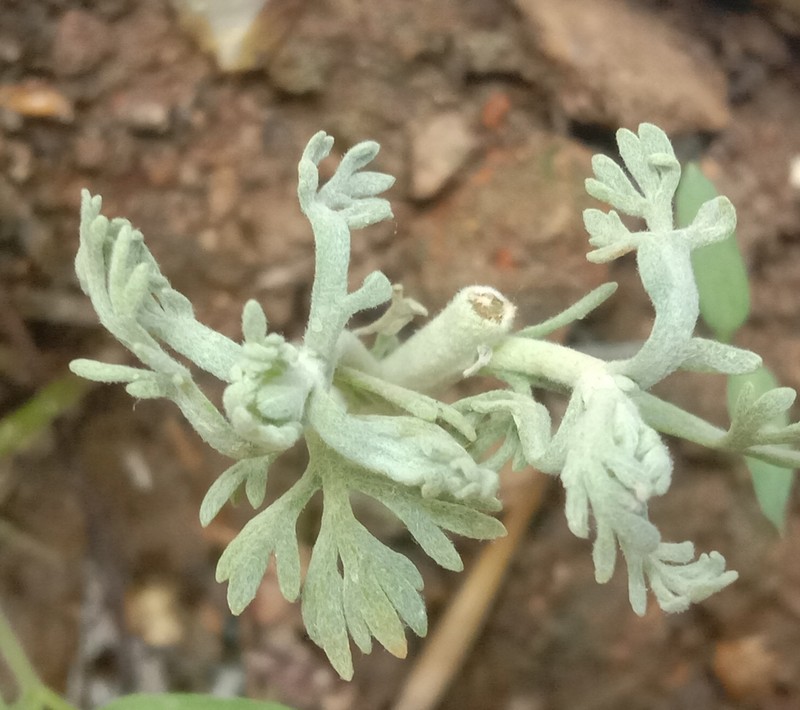Artemisia pallens photo 3