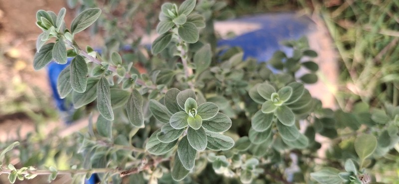 Artemisia pallens photo 4