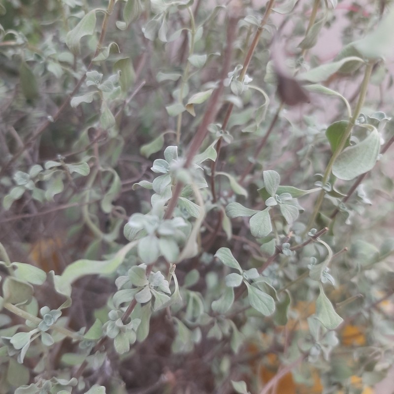 Artemisia pallens photo 5