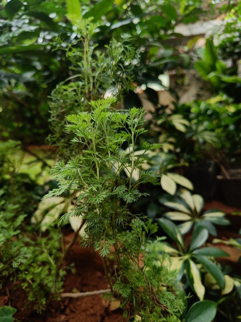 Artemisia pallens photo 6