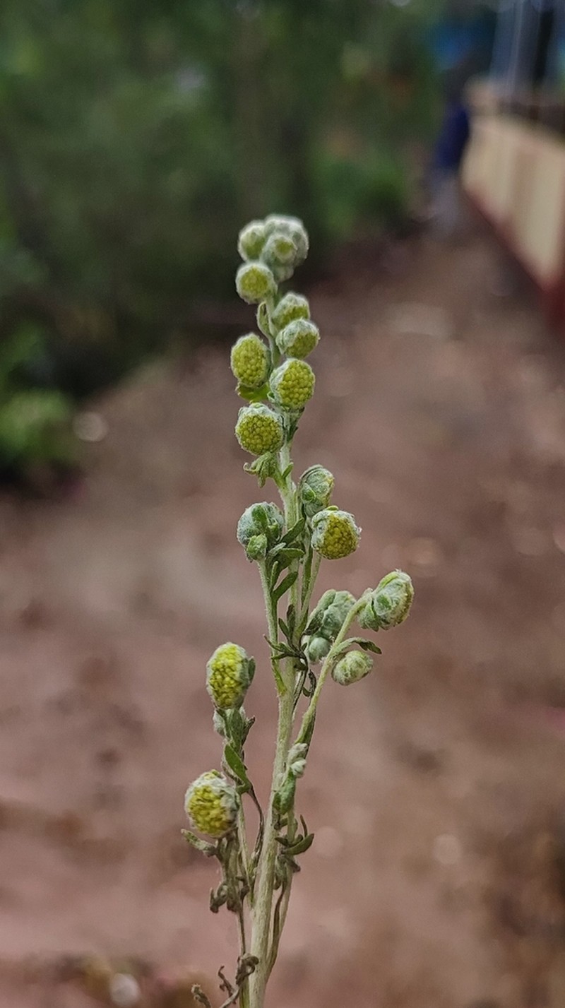 Artemisia pallens photo 7