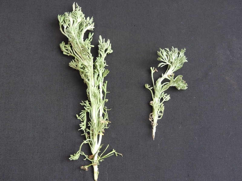 Artemisia pallens