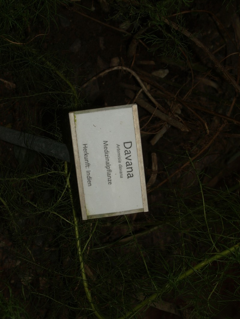 Artemisia pallens photo 2