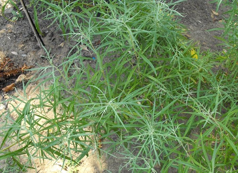 San Diego Sagewort