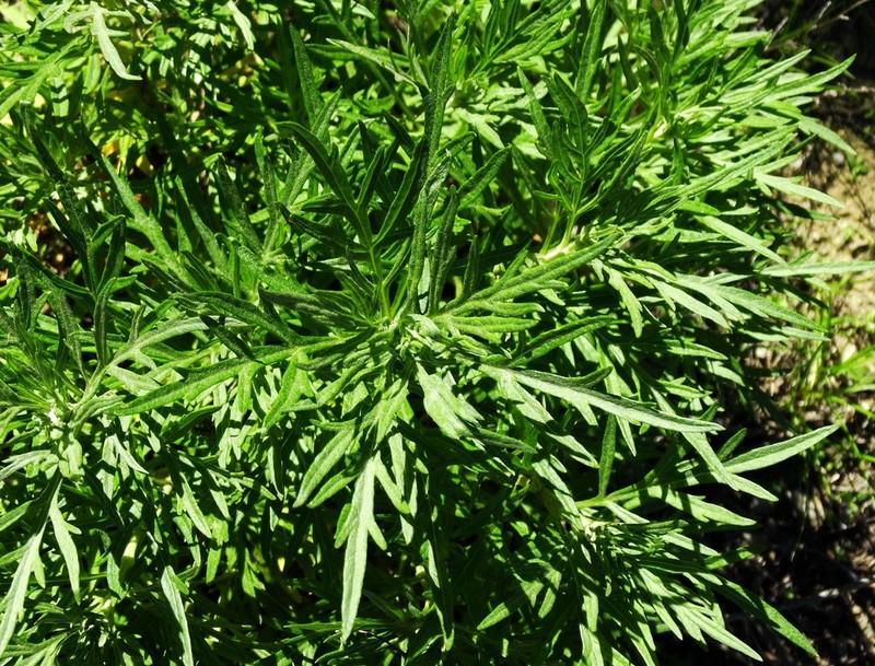 San Diego Sagewort photo 2